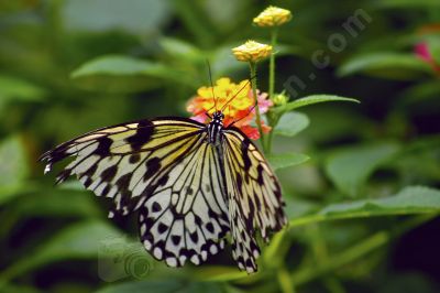 Papillon sur une fleur - Photo libre de droit - PABvision.com