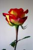 Photo libre - La rose