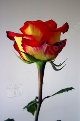 La rose - Photo libre de droit - PABvision.com
