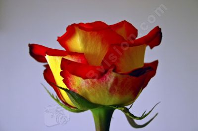 Rose - Photo libre de droit - PABvision.com