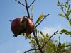 Fruit exotique