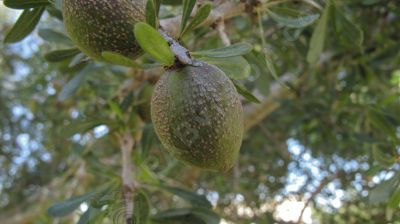 L'amande oléagineuse de l'Arganier. - Photo libre de droit - PABvision.com