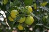 Grappe de pomme