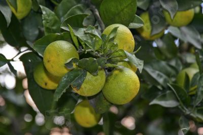 Grappe de pomme - Photo libre de droit - PABvision.com