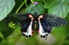 Papillon sur une feuille