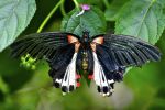 Papillon sur une feuille