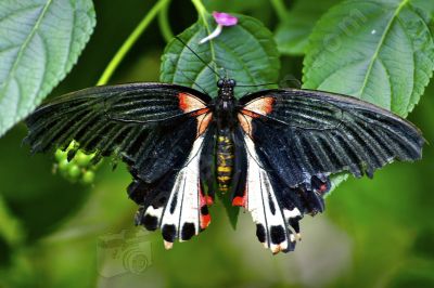 Papillon sur une feuille - Photo libre de droit - PABvision.com