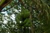Un r�gime de bananes au Kenya