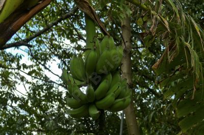 Un régime de bananes au Kenya - Photo libre de droit - PABvision.com