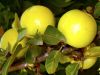 Grappe de pomme