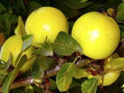 Grappe de pomme - Photo libre de droit - PABvision.com