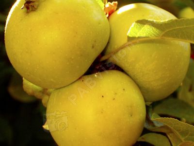 Grappe de pomme - Photo libre de droit - PABvision.com