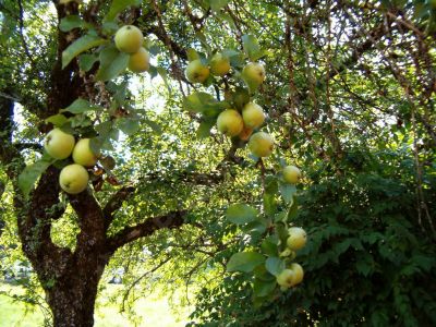 Pommier sauvage - Photo libre de droit - PABvision.com