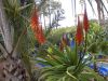 Marrakech, jardin Majorelle