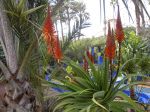 Marrakech, jardin Majorelle