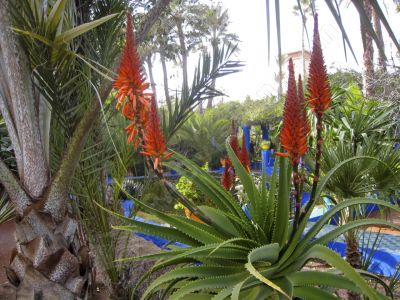 Marrakech, jardin Majorelle - Photo libre de droit - PABvision.com