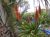 Marrakech, jardin Majorelle - Photos