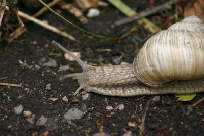 L'escargot - Photo libre de droit - PABvision.com