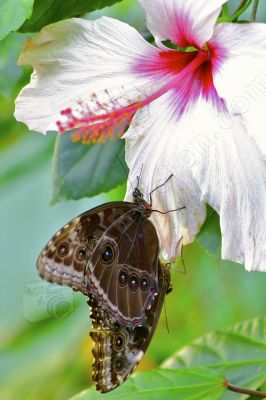 Papillon sur une fleur blanche - Photo libre de droit - PABvision.com