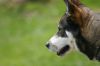 Regard de chien