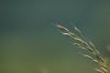 Un brin d'herbe