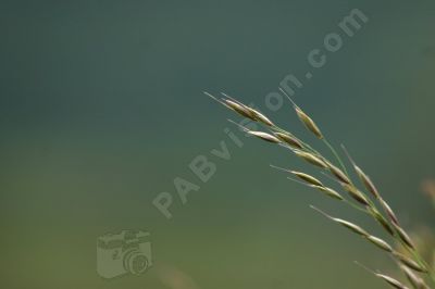 Un brin d'herbe - Photo libre de droit - PABvision.com