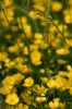 Fleur jaune sauvage