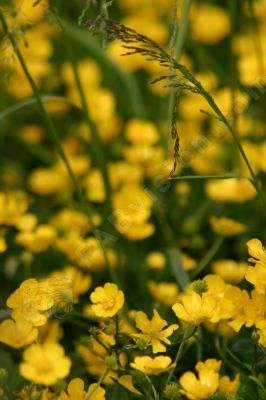 Fleur jaune sauvage - Photo libre de droit - PABvision.com