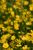 Fleur jaune sauvage - Photos