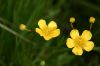Fleur jaune sauvage