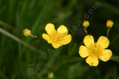 Fleur jaune sauvage - Photo libre de droit - PABvision.com