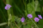 Fleurs violettes sauvages