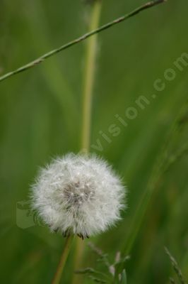 Le pissenlit dent de lion - Photo libre de droit - PABvision.com