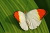 Papillon sur une feuille