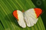 Papillon sur une feuille