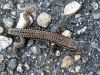 Le L�zard des murailles