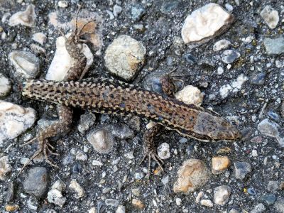 Le Lézard des murailles - Photo libre de droit - PABvision.com