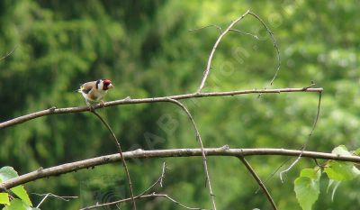 Chardonneret lgant - Photo libre de droit - PABvision.com