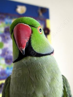 Perruche alexandre - Photo libre de droit - PABvision.com