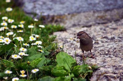 Moineau domestique - Photo libre de droit - PABvision.com