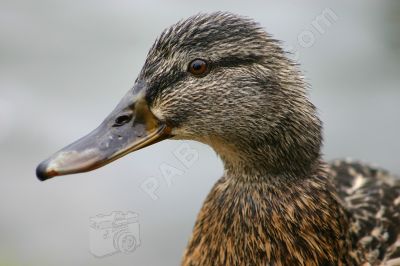 Le Canard colvert - Photo libre de droit - PABvision.com