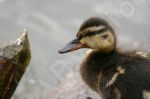 Jeune canard colvert