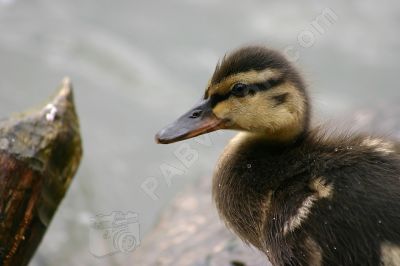 Jeune canard colvert - Photo libre de droit - PABvision.com