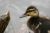 Jeune canard colvert - Photos