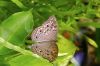 Papillon sur une feuille