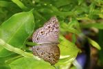 Papillon sur une feuille