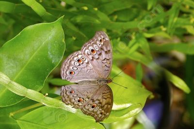 Papillon sur une feuille - Photo libre de droit - PABvision.com