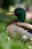Le Canard colvert