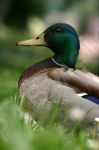 Le Canard colvert