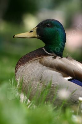 Le Canard colvert - Photo libre de droit - PABvision.com